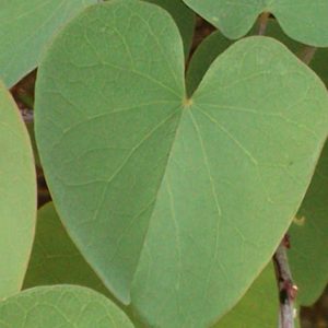 Sisäinen parantajasi- täsmäkoulutus