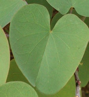 Sisäinen parantajasi- täsmäkoulutus